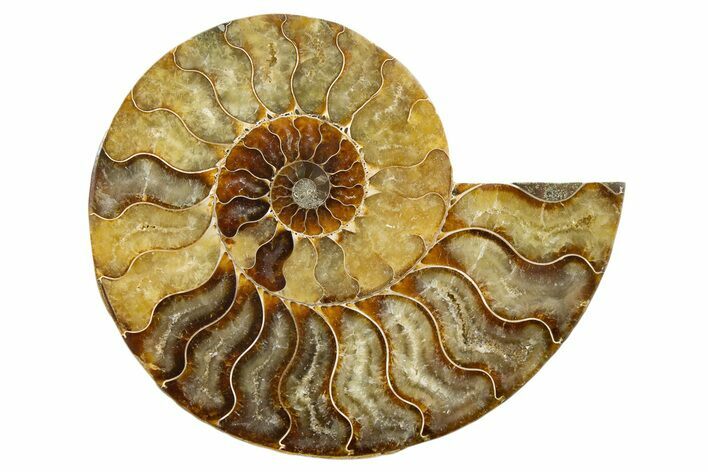 Cut & Polished Ammonite Fossil (Half) - Madagascar #345629